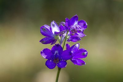Delphinium pentagynum, photographed by dhfischer