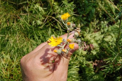 Pilosella echioides, photographed by Alexander Dubynin