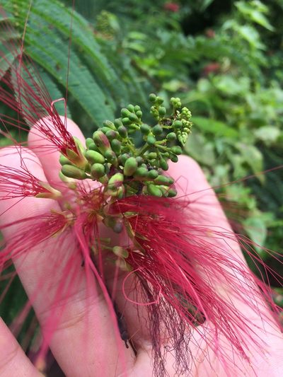 Calliandra calothyrsus, photographed by Greg III Espera