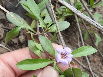 Dyschoriste schiedeana, photographed by Sam Kieschnick