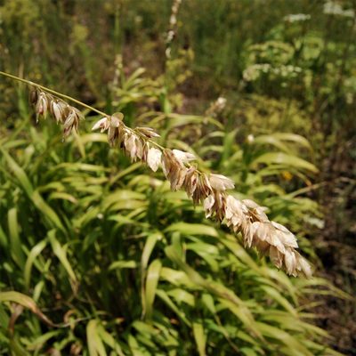 Melica altissima, photographed by Alexander Dubynin