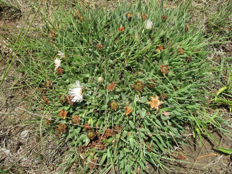 Khadia carolinensis, photographed by Michelle Pretorius