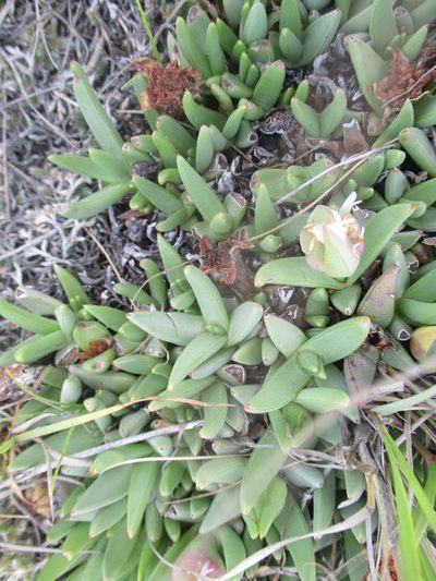 Khadia carolinensis, photographed by Michelle Pretorius