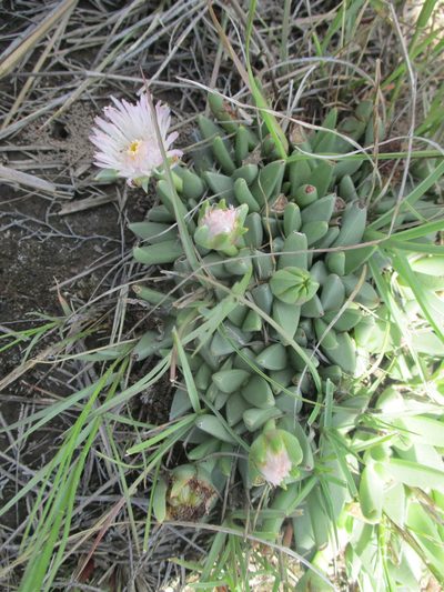 Khadia carolinensis, photographed by Michelle Pretorius