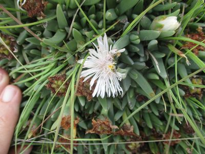 Khadia carolinensis, photographed by Michelle Pretorius