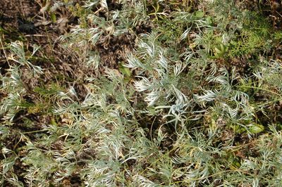 Artemisia sericea, photographed by Alexander Dubynin