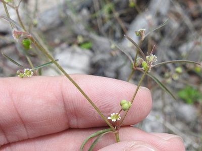 Euphorbia bilobata, photographed by Sam Kieschnick