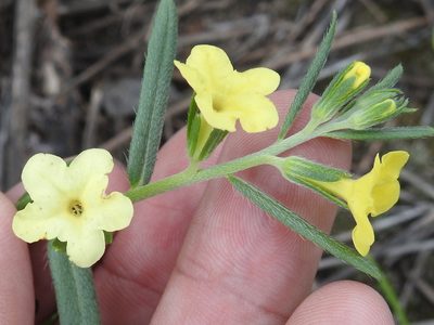 Lithospermum cobrense, photographed by Sam Kieschnick