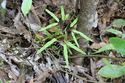 Lygodium articulatum, photographed by Joe Dillon