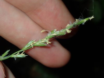 Lolium rigidum, photographed by Thomas Mesaglio