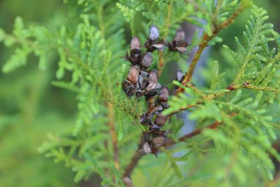 Libocedrus plumosa, photographed by Joe Dillon
