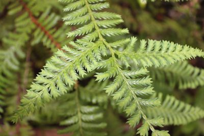 Libocedrus plumosa, photographed by Joe Dillon