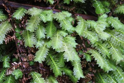 Schistochila appendiculata, photographed by Joe Dillon