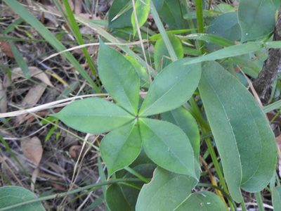 Alyxia magnifolia, photographed by Greg Tasney