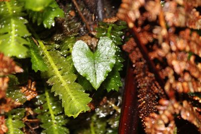 Corybas acuminatus, photographed by Joe Dillon