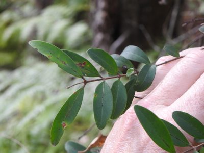 Pilidiostigma rhytispermum, photographed by Greg Tasney