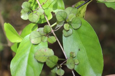Coprosma arborea, photographed by Joe Dillon