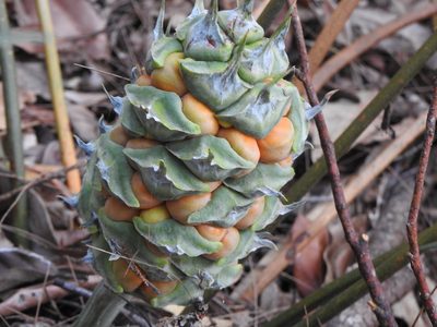Macrozamia lucida, photographed by Greg Tasney