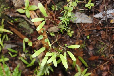 Lygodium articulatum, photographed by Joe Dillon