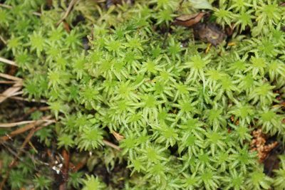 Sphagnum cristatum, photographed by Joe Dillon