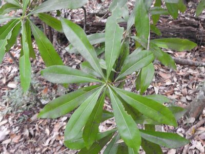 Planchonella chartacea, photographed by Greg Tasney