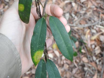Parsonsia rotata, photographed by Greg Tasney