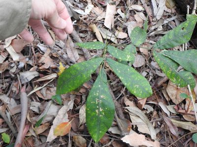 Flindersia schottiana, photographed by Greg Tasney