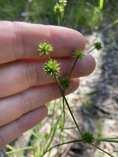 Juncus prismatocarpus, photographed by Greg Tasney