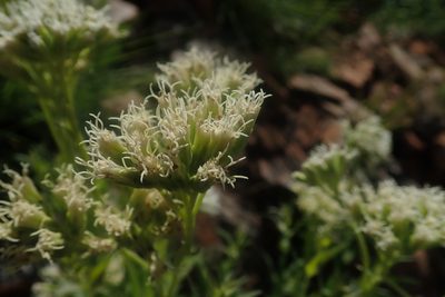 Stomatanthes africanus, photographed by Jimmy Whatmore