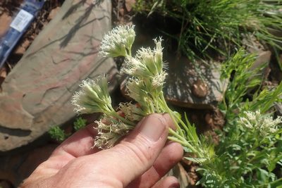 Stomatanthes africanus, photographed by Jimmy Whatmore