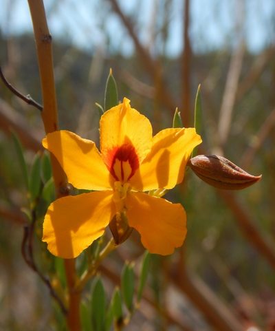 Petalostylis labicheoides, photographed by Steve Doyle