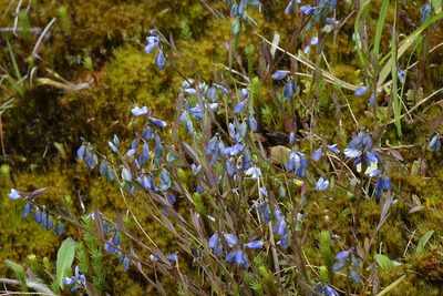 Polygala serpyllifolia, photographed by John Barkla