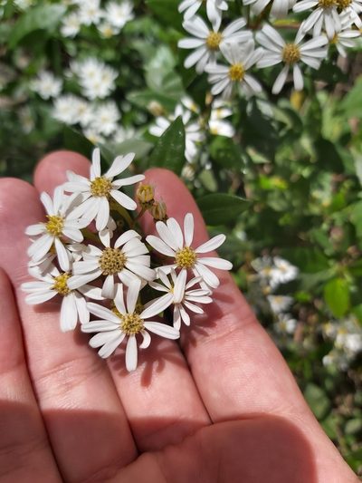 Olearia elliptica, photographed by Tim