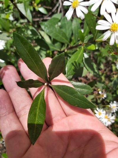Olearia elliptica, photographed by Tim