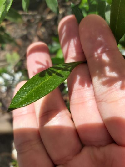 Olearia elliptica, photographed by Tim