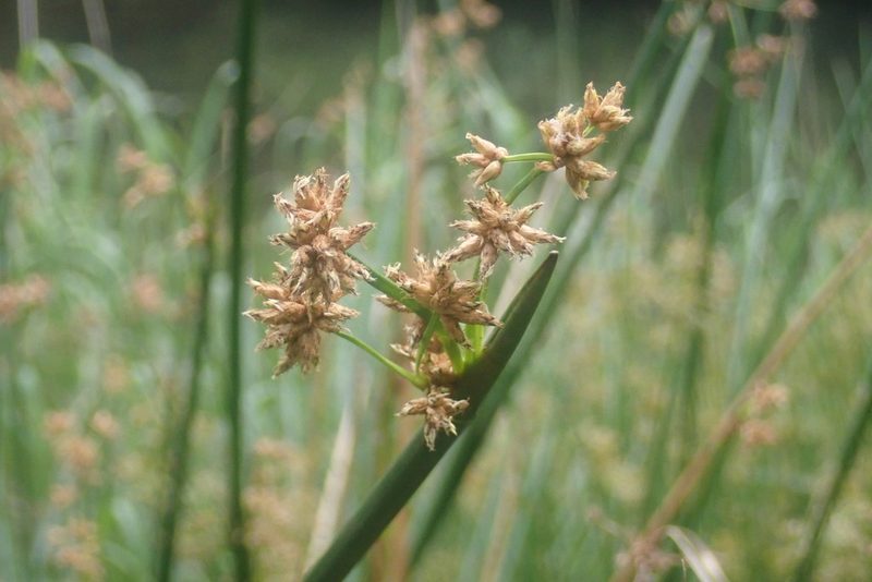 Schoenoplectiella brachyceras, photographed by Jimmy Whatmore