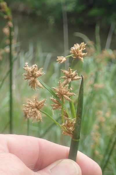 Schoenoplectiella brachyceras, photographed by Jimmy Whatmore