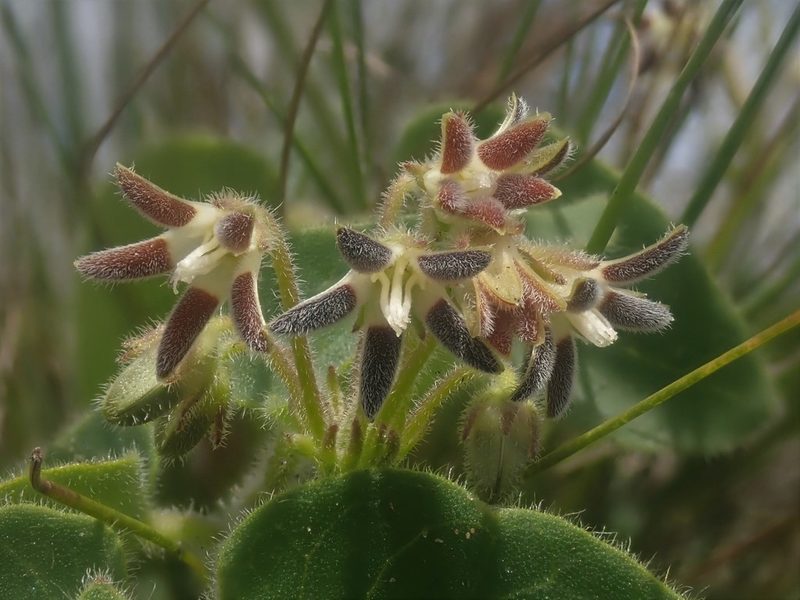 Anisotoma pedunculata, photographed by Jimmy Whatmore