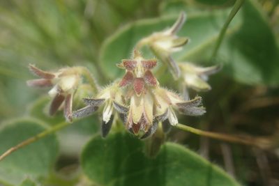 Anisotoma pedunculata, photographed by Jimmy Whatmore