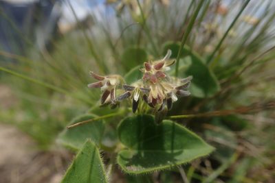 Anisotoma pedunculata, photographed by Jimmy Whatmore