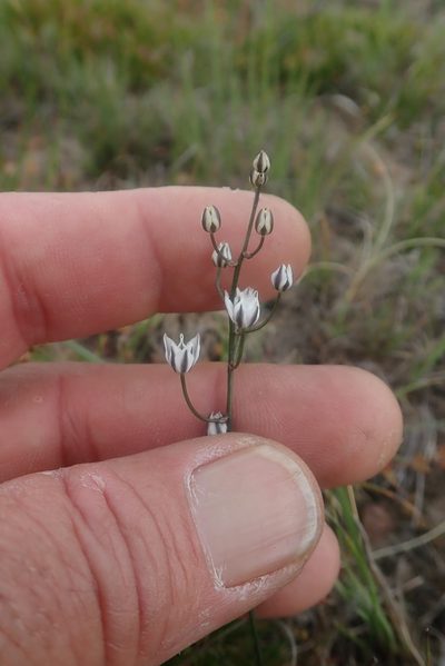 Eriospermum ornithogaloides, photographed by Jimmy Whatmore