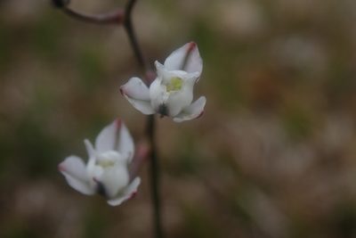 Eriospermum ornithogaloides, photographed by Jimmy Whatmore