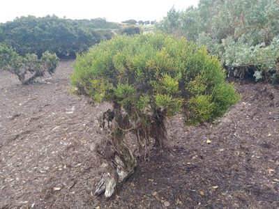Tecticornia arbuscula, photographed by Nina Kerr