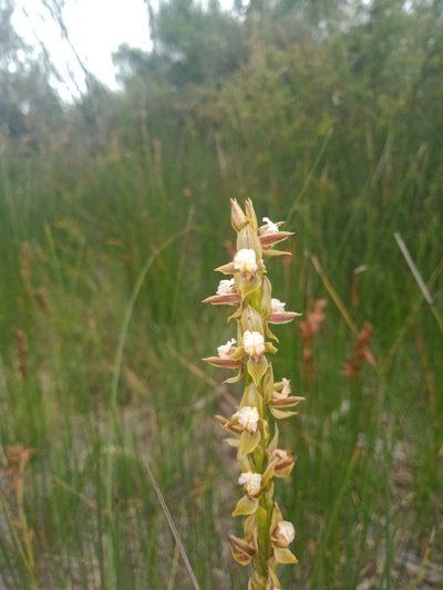 Prasophyllum australe, photographed by Nina Kerr