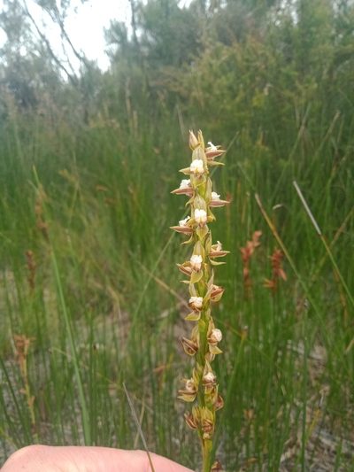 Prasophyllum australe, photographed by Nina Kerr