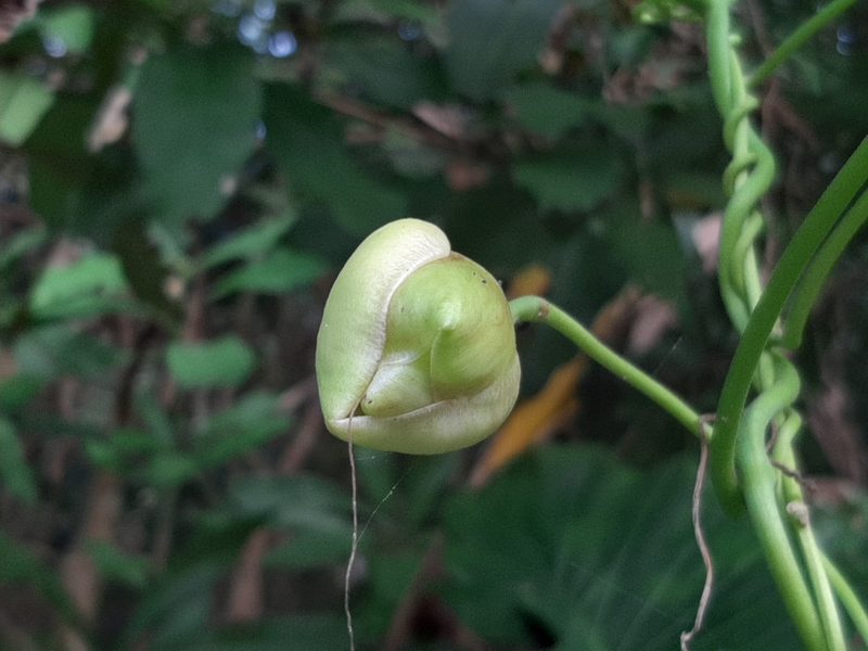 Stictocardia tiliifolia, photographed by 趙珮珽