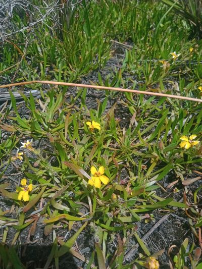 Goodenia humilis, photographed by Nina Kerr
