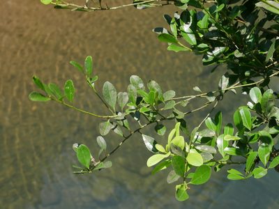 Ilex maximowicziana, photographed by Jacy Chen