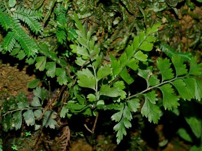 Lindsaea chienii, photographed by Jacy Chen