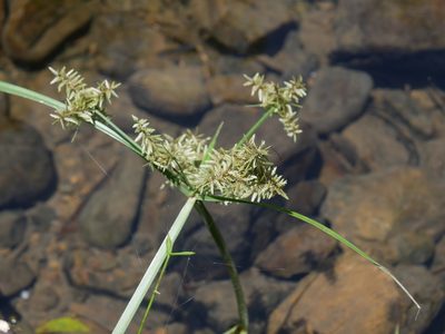 Cyperus pilosus, photographed by Jacy Chen